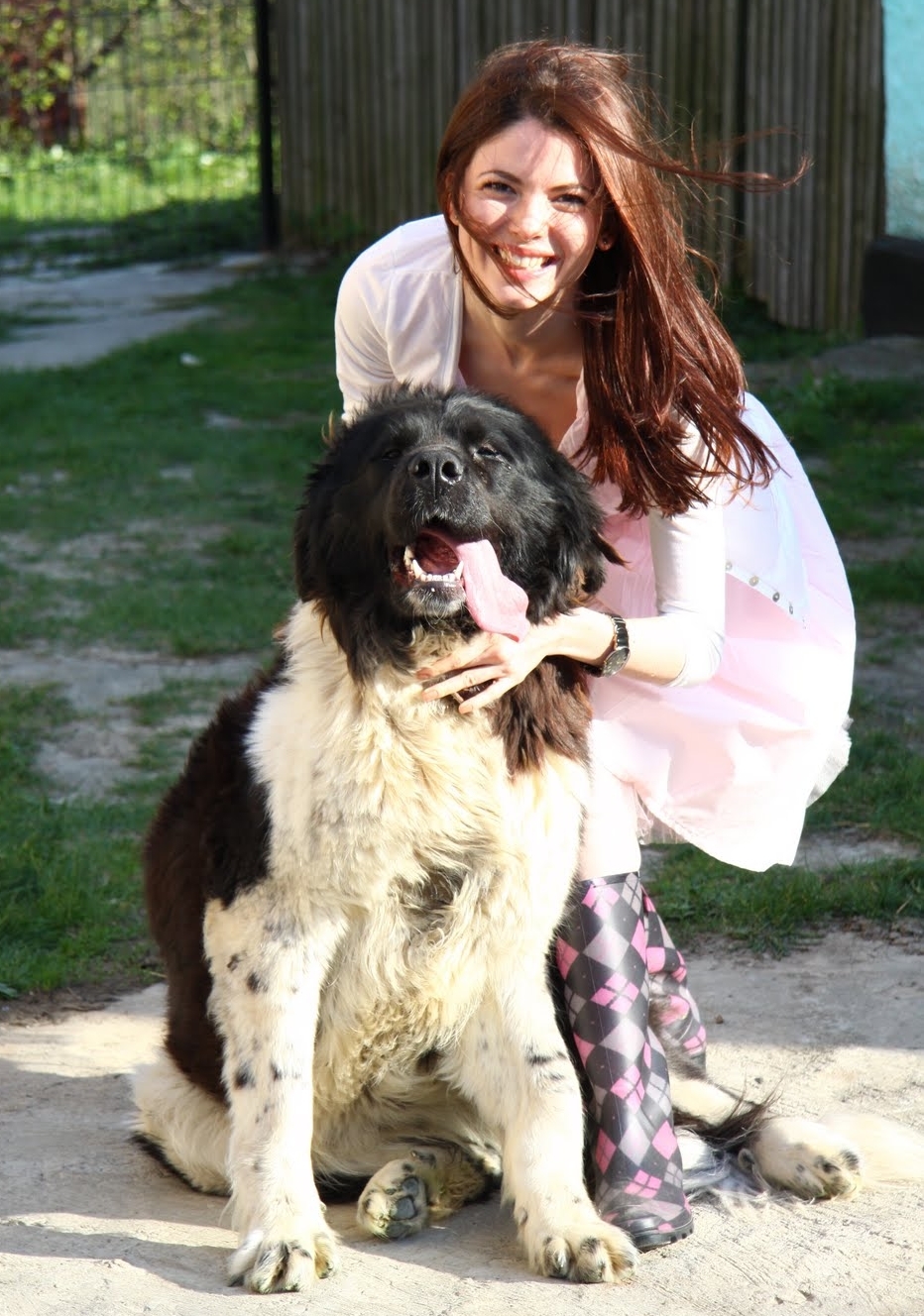 bucovina-shepherd-dog-romania-eastern-europe-sheperd-dogs