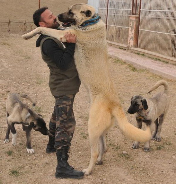 kangal-kopegi-72-bin-liraya-satildi-DHA-bc631e02e8489b8029681a2e2440fdfb-3-t