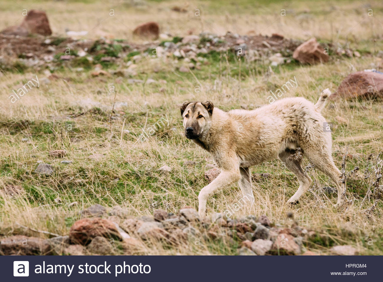 central-asian-shepherd-dog-tending-sheep-in-the-mountains-of-georgia-HPRGM4