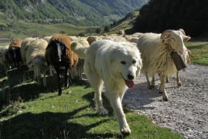 sheepdog.jpg