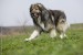 carpathian-carpathian-shepherd-dog-breed