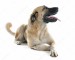 depositphotos_88691272-stock-photo-anatolian-shepherd-dog