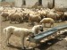 Fig-4-Two-Turkish-Kangal-Karabash-shepherd-dogs-guards-the-sheep-flock-near-city-of